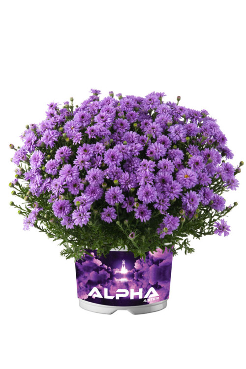 Aster 'Alpha Purple Rocket' | Aster