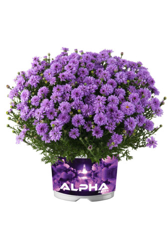 Aster 'Alpha Purple Rocket' | Aster