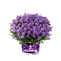 Aster 'Alpha Purple Rocket' | Aster