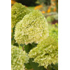 Hortensja bukietowa 'Limelight' | Hydrangea paniculata