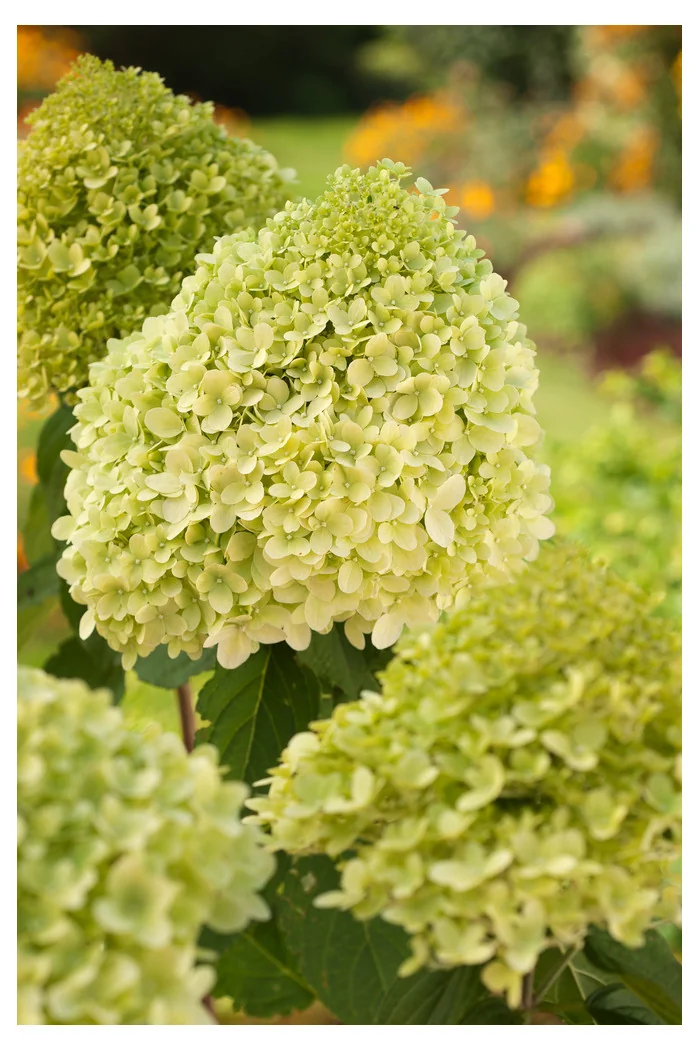 Hortensja bukietowa 'Limelight' | Hydrangea paniculata