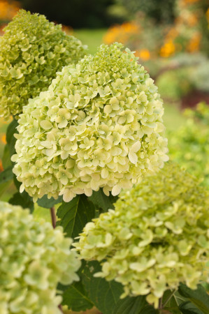 Hortensja bukietowa 'Limelight' | Hydrangea paniculata