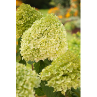 Hortensja bukietowa 'Limelight' | Hydrangea paniculata