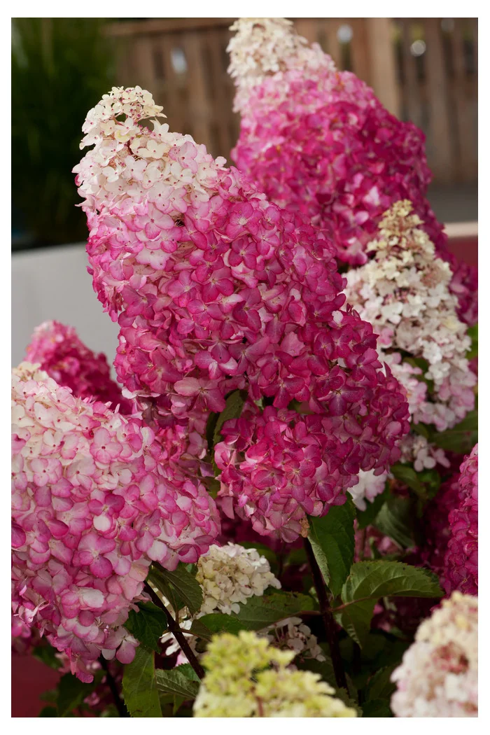 Hortensja bukietowa 'Fraise Melba' | Hydrangea paniculata