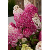 Hortensja bukietowa 'Fraise Melba' | Hydrangea paniculata