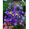 Dzwonek brzoskwiniolistny 'Blue-Eyed Blonde' Campanula persicifolia