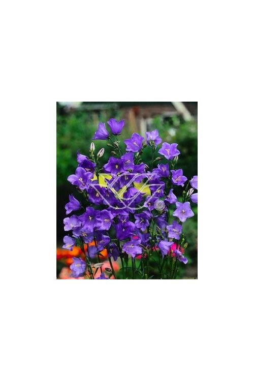 Dzwonek brzoskwiniolistny 'Blue-Eyed Blonde' Campanula persicifolia