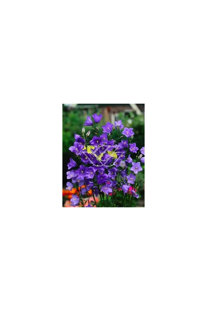 Dzwonek brzoskwiniolistny 'Blue-Eyed Blonde' Campanula persicifolia