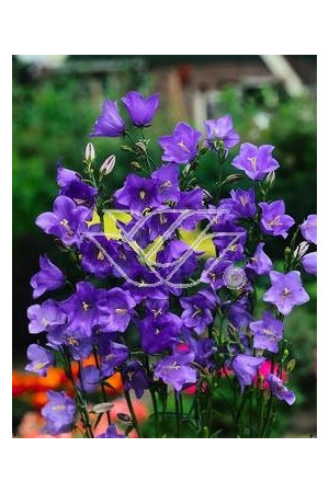 Dzwonek brzoskwiniolistny 'Blue-Eyed Blonde' Campanula persicifolia