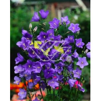 Dzwonek brzoskwiniolistny 'Blue-Eyed Blonde' Campanula persicifolia