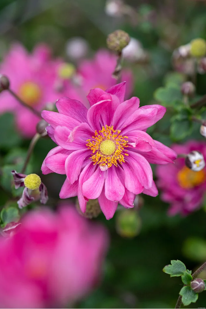 Zawilec japoński 'Garden Breeze Rosy Red' | Anemone japonica
