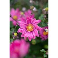 Zawilec japoński 'Garden Breeze Rosy Red' | Anemone japonica