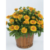 Gailardia 'Galya Yellow' Gaillardia