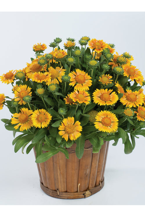 Gailardia 'Galya Yellow' Gaillardia