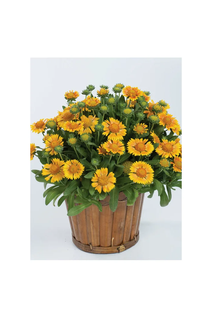 Gailardia 'Galya Yellow' Gaillardia