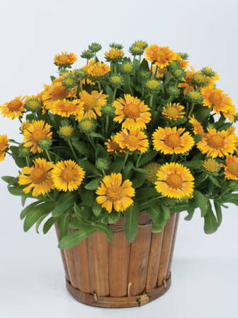 Gailardia 'Galya Yellow' Gaillardia