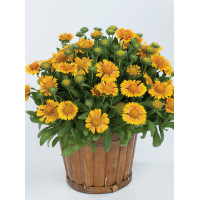 Gailardia 'Galya Yellow' Gaillardia