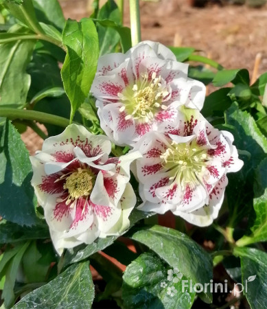 Ciemiernik orientalny 'Double Ellen White Spotted' | Helleborus orientalis