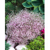 Gipsówka rozesłana 'Knuddel' |Gypsophila repens