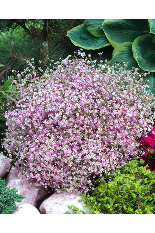 Gipsówka rozesłana 'Knuddel' |Gypsophila repens