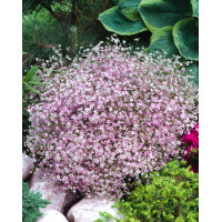 Gipsówka rozesłana 'Knuddel' |Gypsophila repens