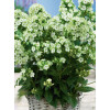 Floks wiechowaty 'Jade' Phlox paniculata