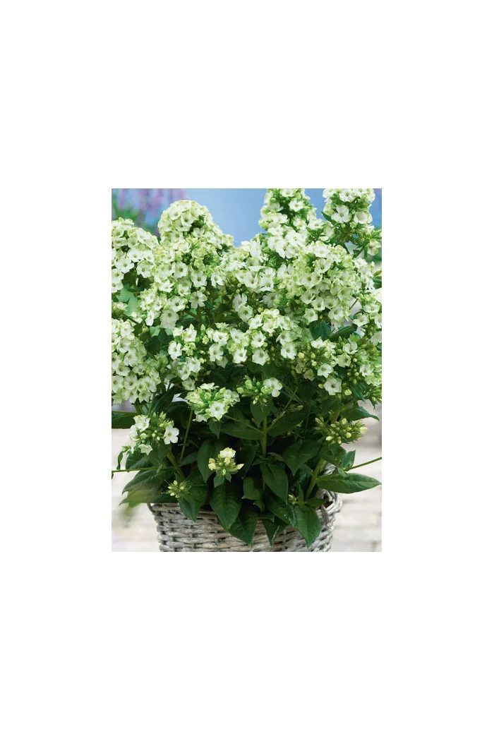 Floks wiechowaty 'Jade' Phlox paniculata