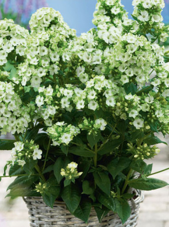 Floks wiechowaty 'Jade' Phlox paniculata