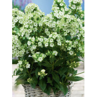 Floks wiechowaty 'Jade' Phlox paniculata