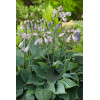Funkia 'Halcyon' | Hosta