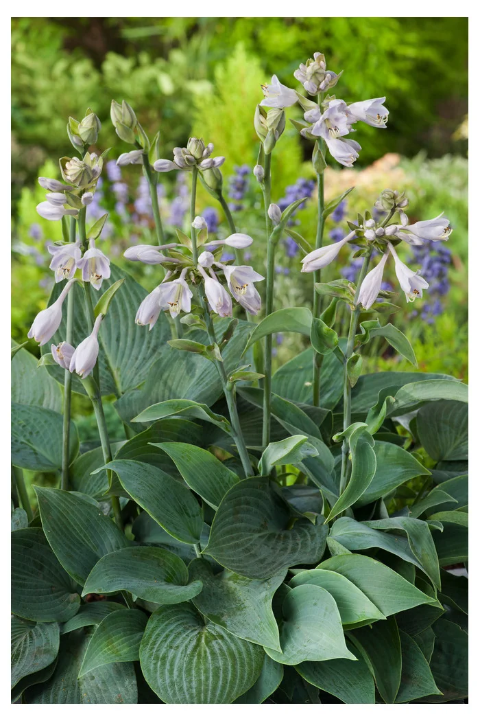 Funkia 'Halcyon' | Hosta