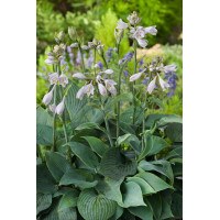 Funkia 'Halcyon' | Hosta