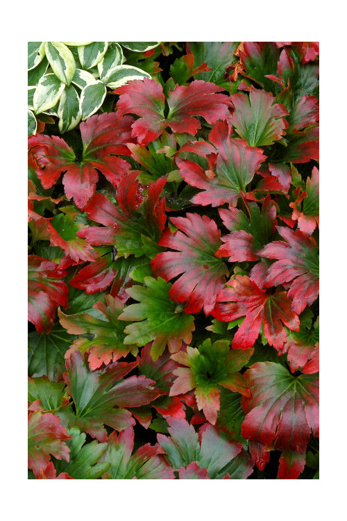 Mukdenia 'Karasuba' | Aceriphyllum