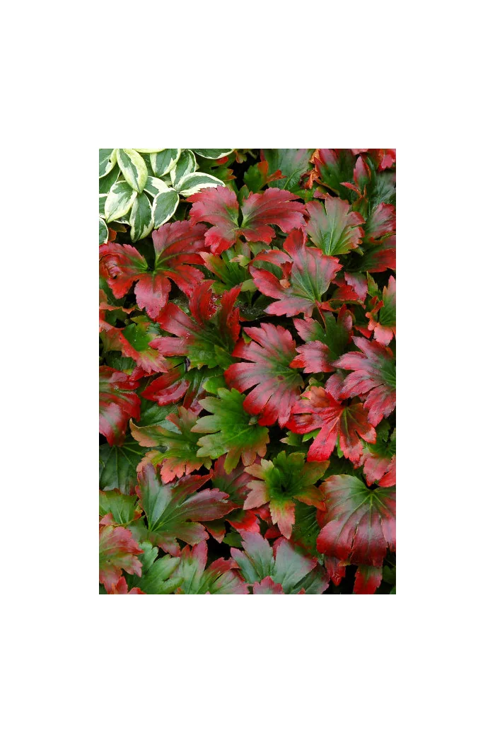 Mukdenia 'Karasuba' | Aceriphyllum