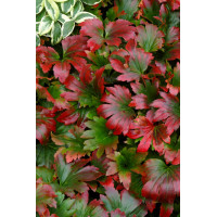 Mukdenia 'Karasuba' | Aceriphyllum