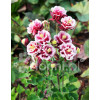 Orlik pospolity 'Winky Red and White Double' | Aquilegia vulgaris