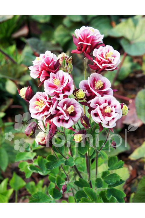 Orlik pospolity 'Winky Red and White Double' | Aquilegia vulgaris