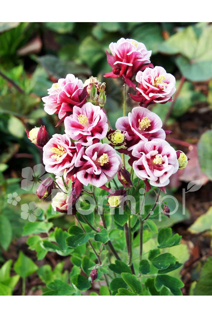 Orlik pospolity 'Winky Red and White Double' | Aquilegia vulgaris