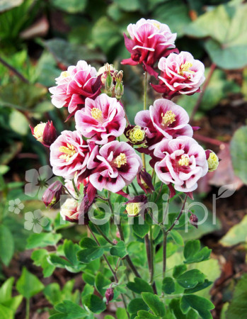 Orlik pospolity 'Winky Red and White Double' | Aquilegia vulgaris