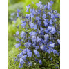 Dzwonek drobny 'Baby Blue' Campanula cochleariifolia