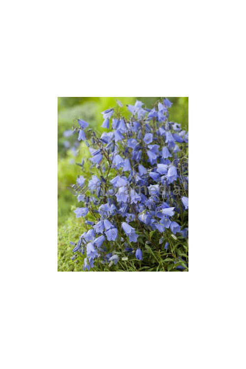 Dzwonek drobny 'Baby Blue' Campanula cochleariifolia
