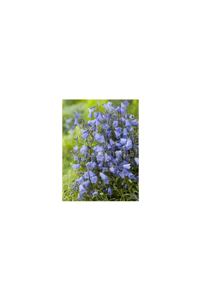 Dzwonek drobny 'Baby Blue' Campanula cochleariifolia