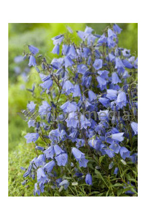 Dzwonek drobny 'Baby Blue' Campanula cochleariifolia