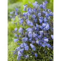 Dzwonek drobny 'Baby Blue' Campanula cochleariifolia