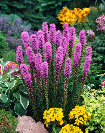 Liatra kłosowa 'Floristan Violet' | Liatris spicata