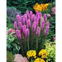 Liatra kłosowa 'Floristan Violet' | Liatris spicata