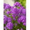 Floks wiechowaty 'Le Mahdi' Phlox panniculata