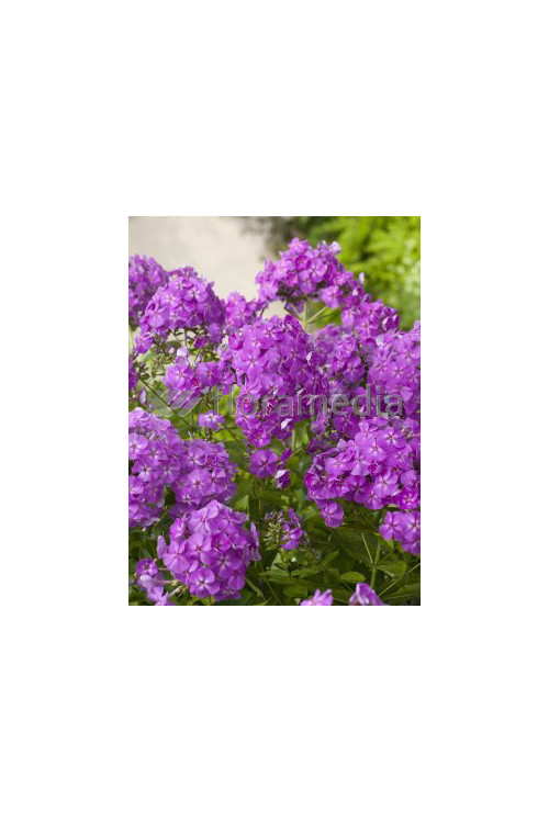 Floks wiechowaty 'Le Mahdi' Phlox panniculata