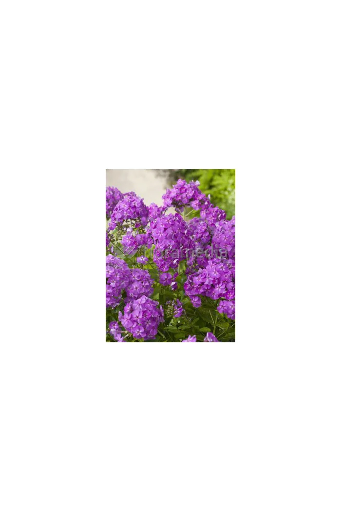Floks wiechowaty 'Le Mahdi' Phlox panniculata