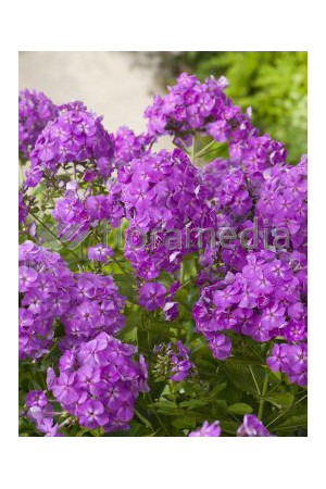 Floks wiechowaty 'Le Mahdi' Phlox panniculata